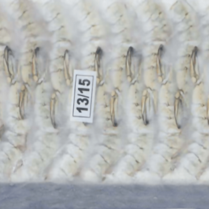 Alternative view of Black Tiger Shrimp