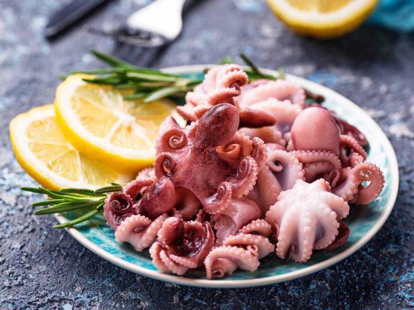 Baby Octopus