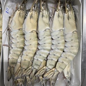 Alternative view of Frozen HOSO Black Tiger Shrimp